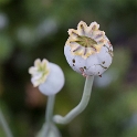 4711 Blume 20150804_0263 als Smartobjekt-1 Kopie